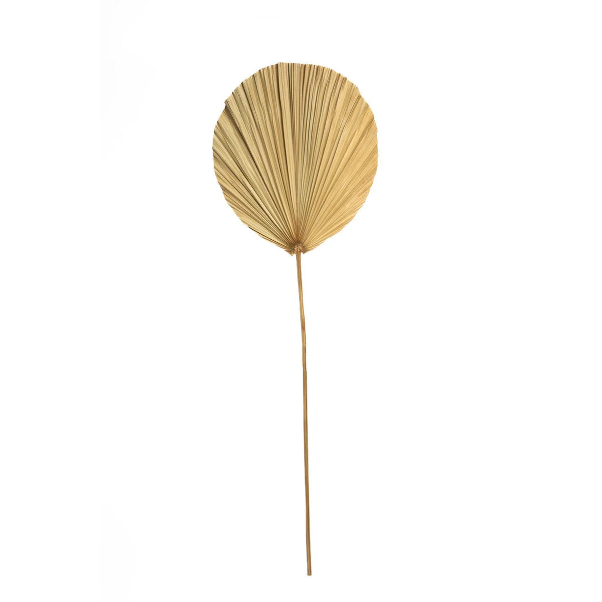 Feuilles décoratives en rotin naturel – H120 cm
